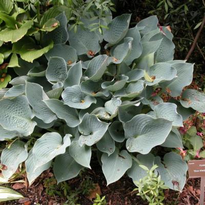 Hosta 'Blue Wedgwood'